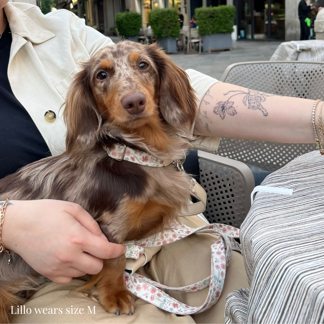 Dog Collar - Midsummer