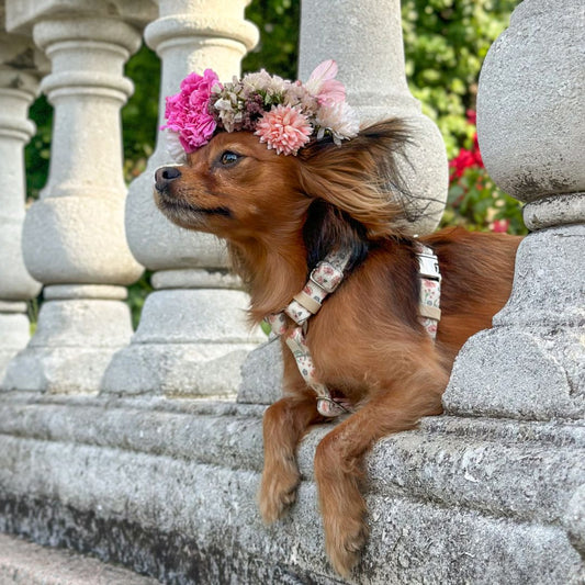 Dog Harness - Midsummer