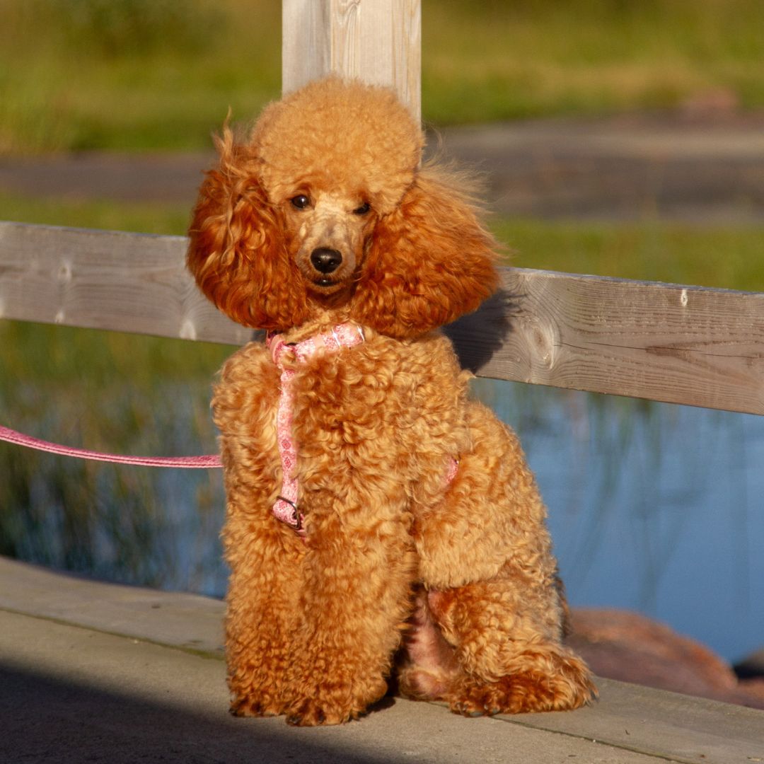 Dog Harness - Sicily