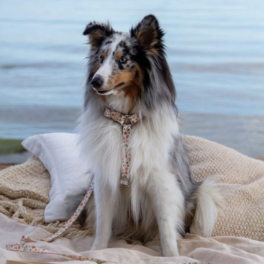 Dog Harness - Midsummer