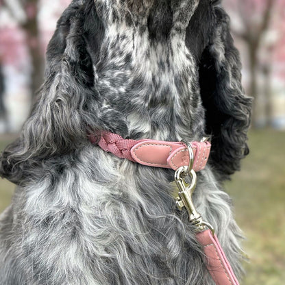 Braid Dog Collar - Petal