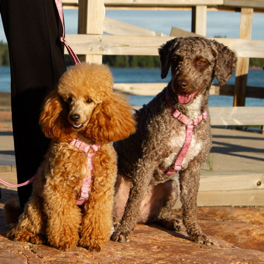 Dog Harness - Sicily