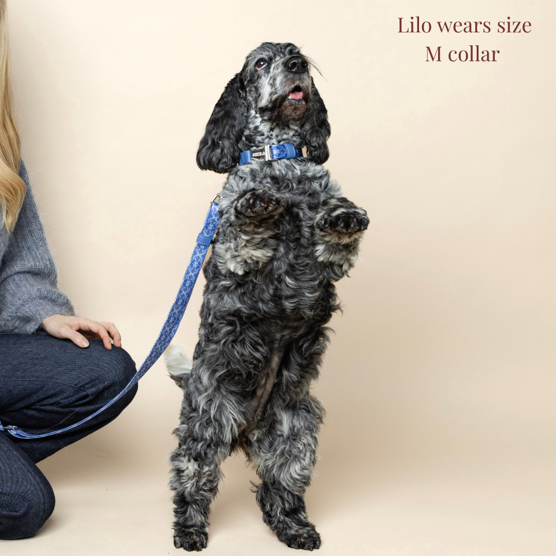 Dog Collar - Cotton Sky