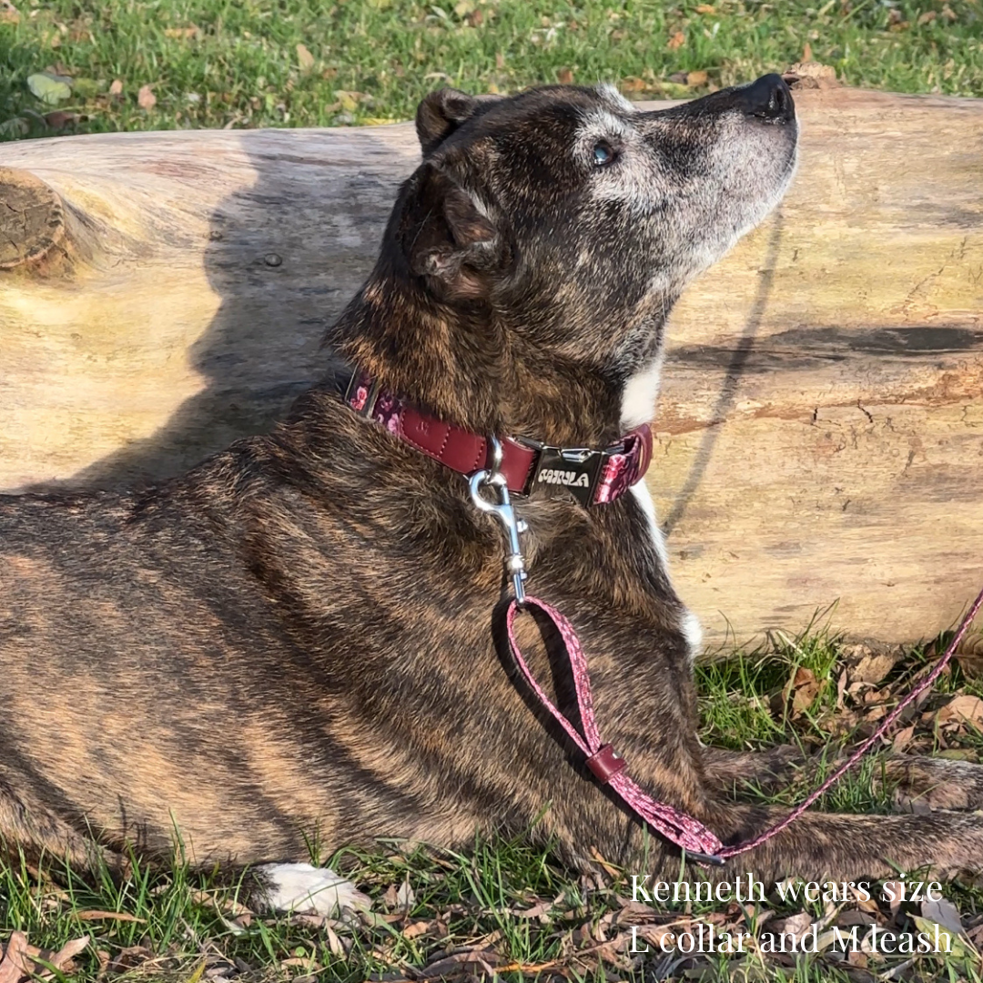 Dog Collar - Love in Bloom