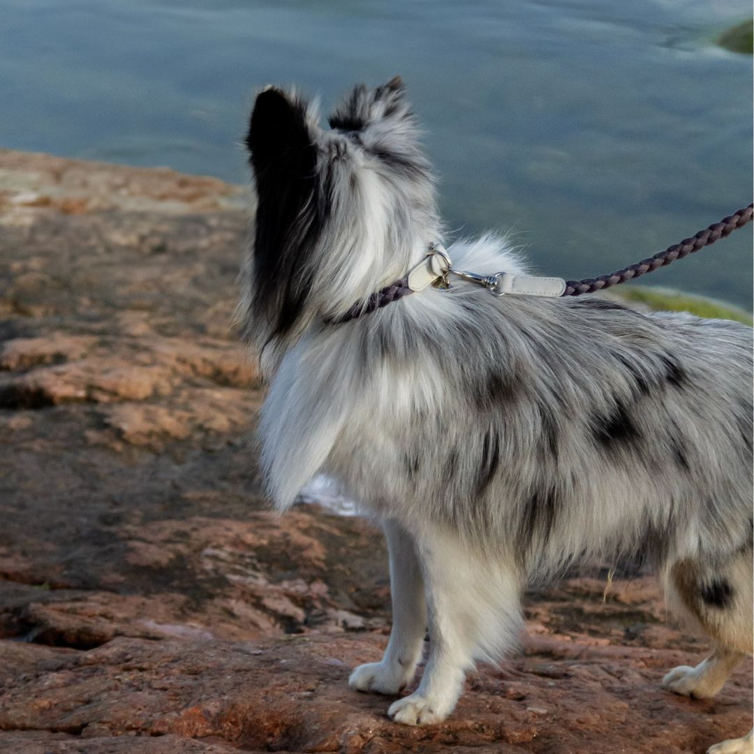 Braid Dog Collar - Moon – MINLA