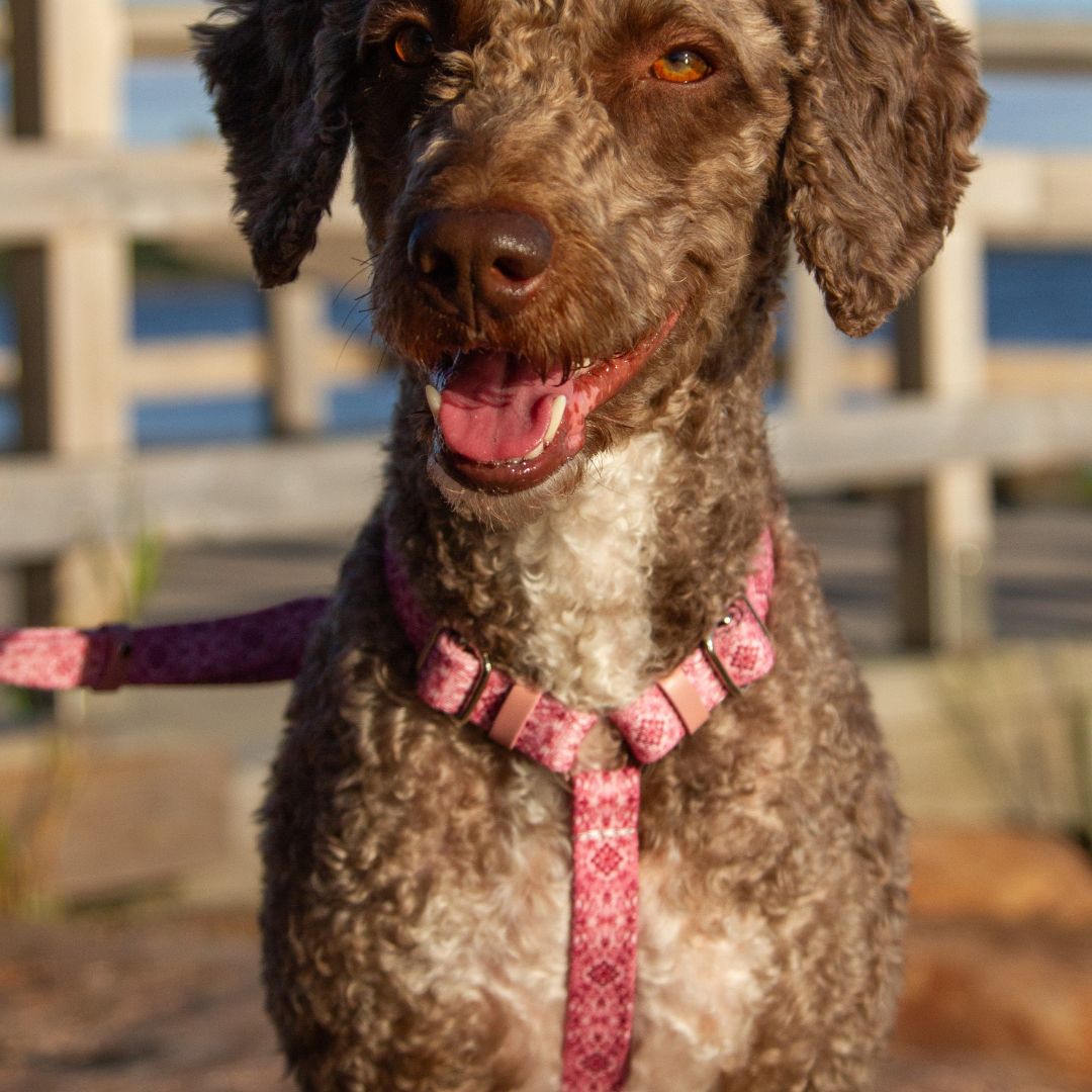 Dog Harness - Sicily