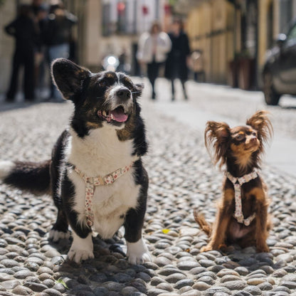 Dog Harness - Midsummer