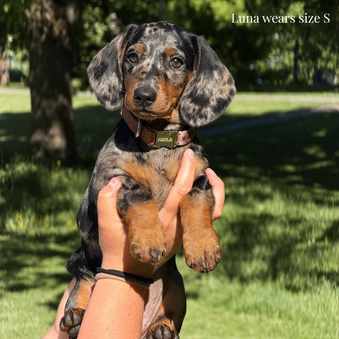 Dog Collar - Timeless Mocha