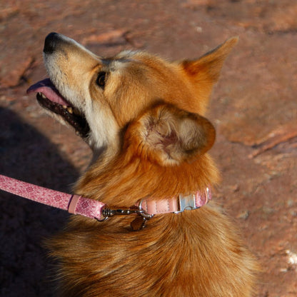 Dog Collar - Sicily