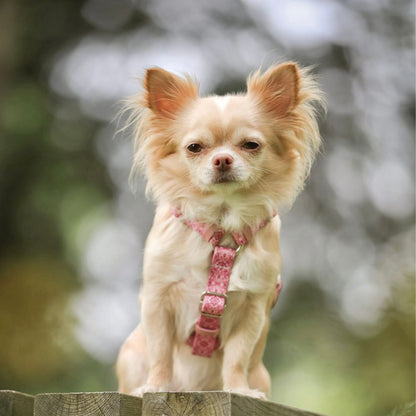Dog Harness - Sicily
