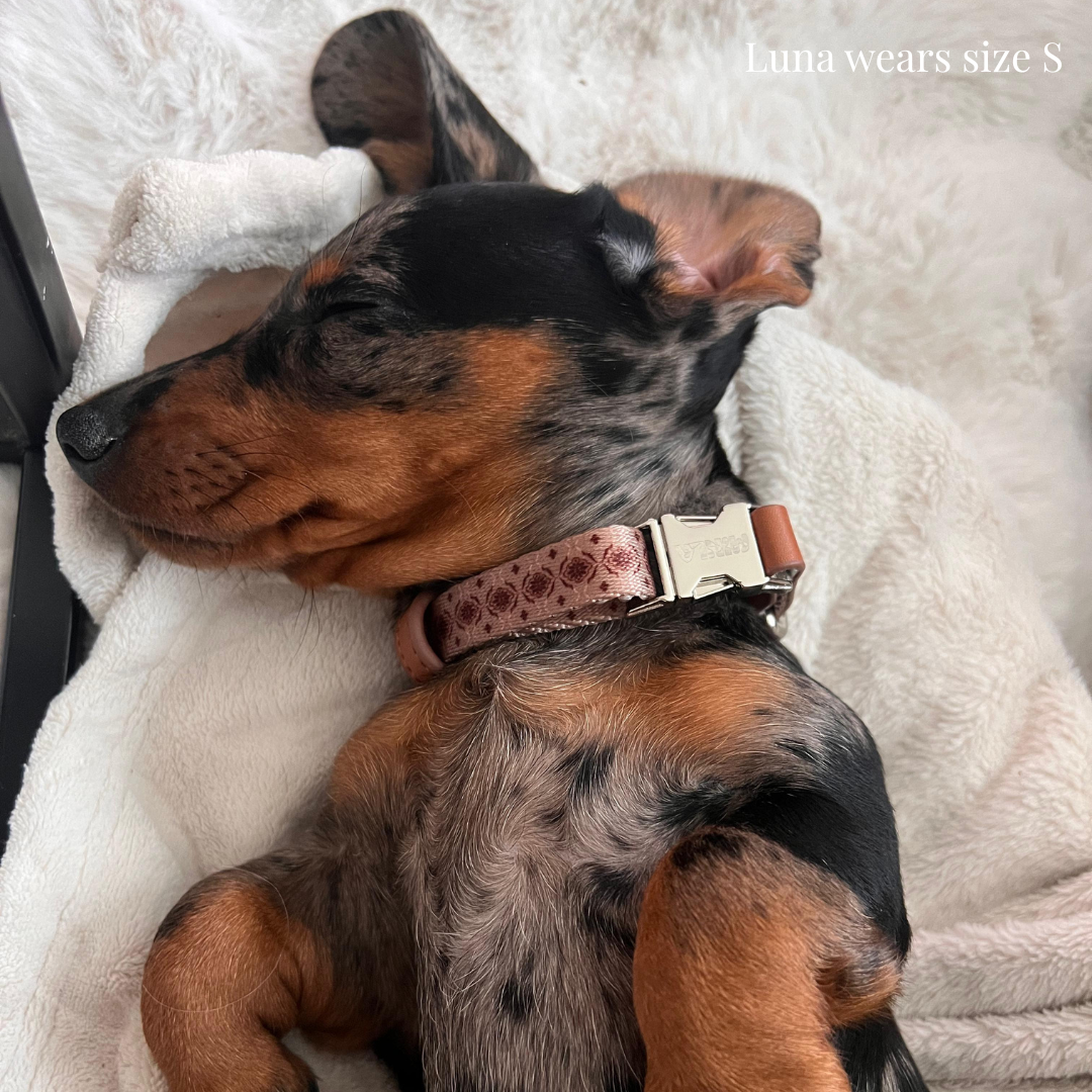 Dog Collar - Timeless Mocha