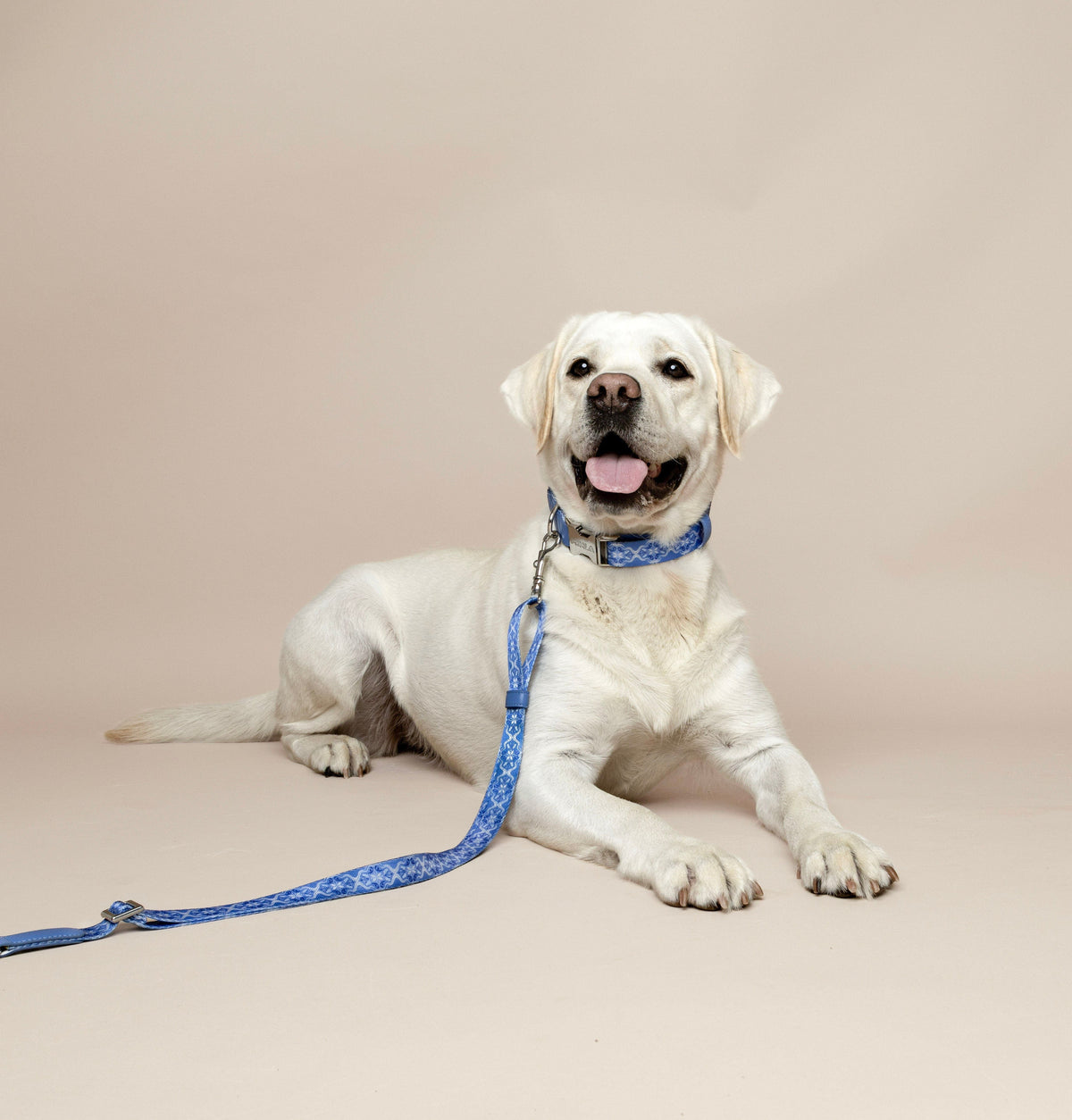 A white Labrador Retriever lying on a beige studio background, wearing a blue patterned adjustable collar and multifunction leash.