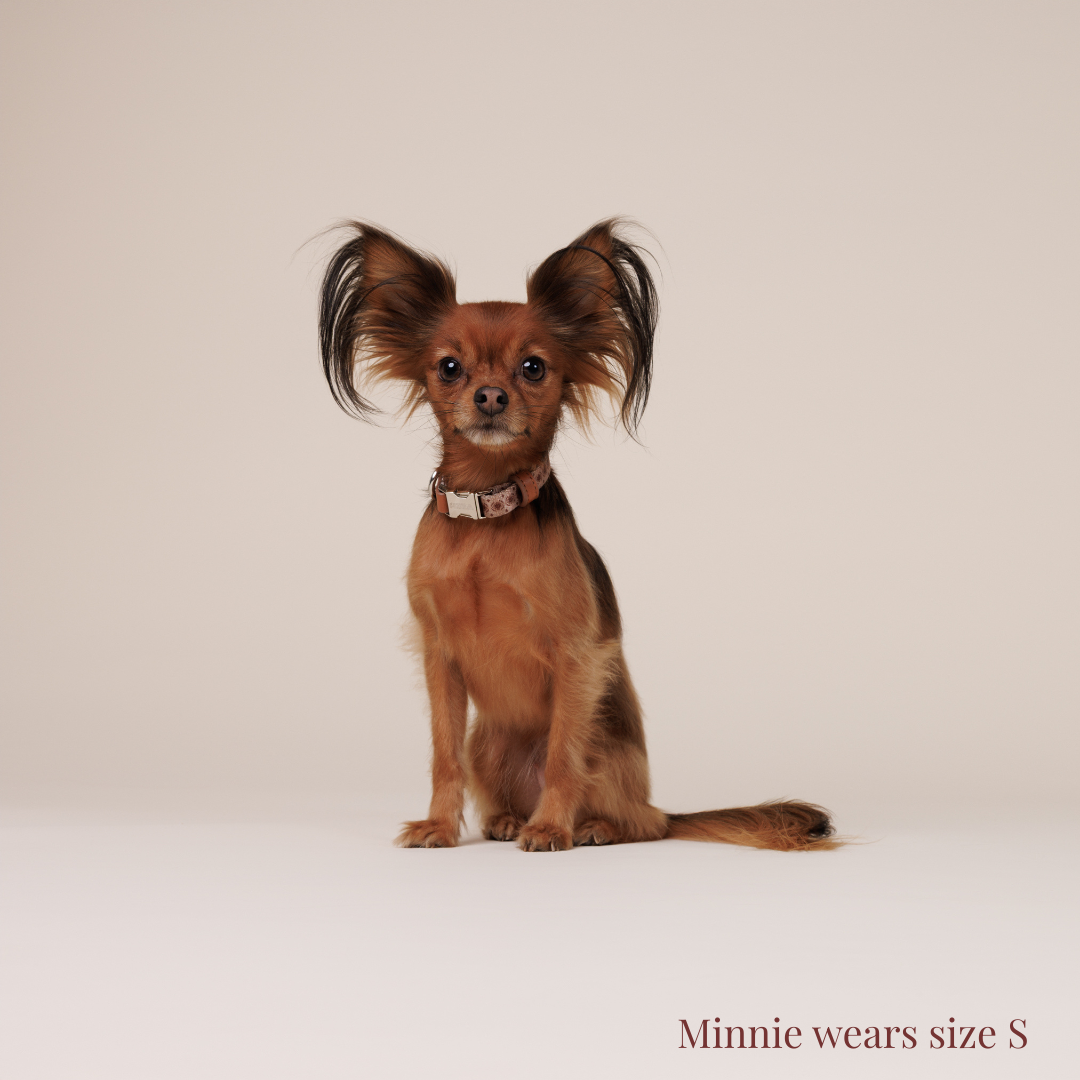 Dog Collar - Timeless Mocha