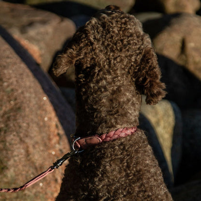 Braid Dog Collar - Petal
