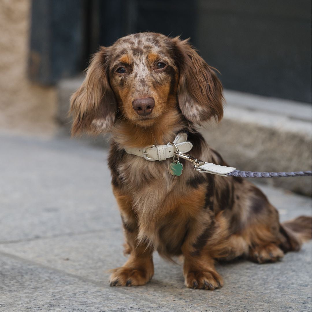 Braid Dog Leash - Moon