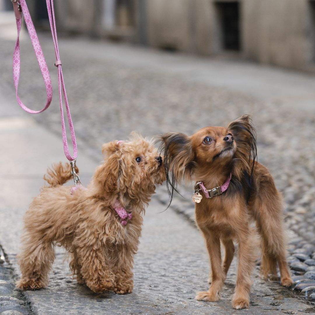 Dog Collar - Sicily